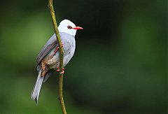 White-headed Bulbul